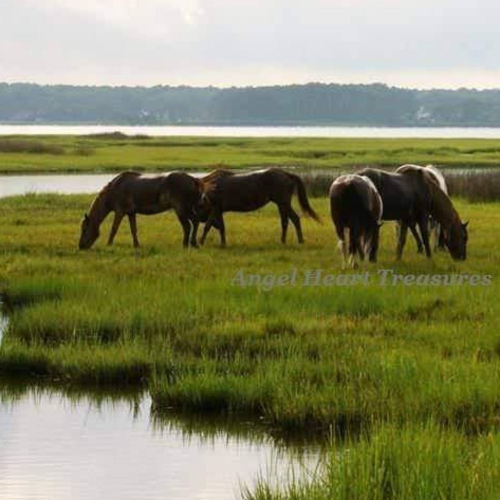 5x7 Original Photography Assateague Wild Horses